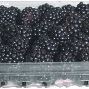 Blackberries in Plastic Container Food Picture