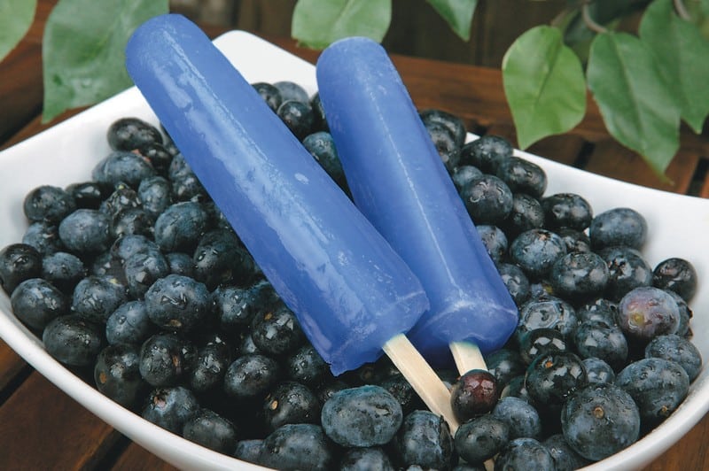 Frozen Blueberry Treats Food Picture